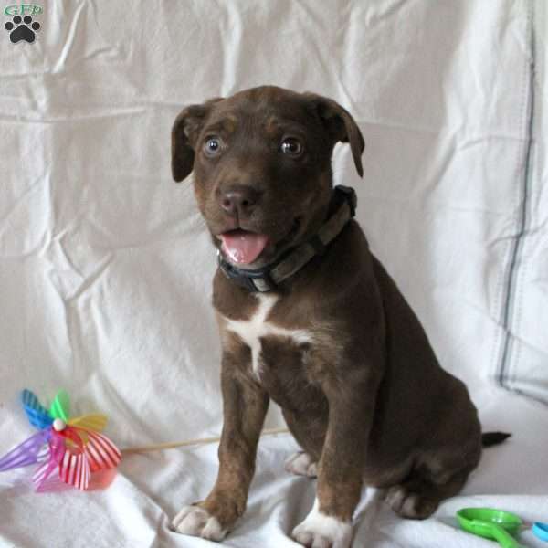 Kaya, Labrador Mix Puppy